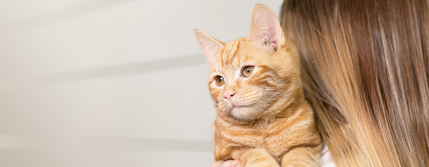 Cat illnesses sales